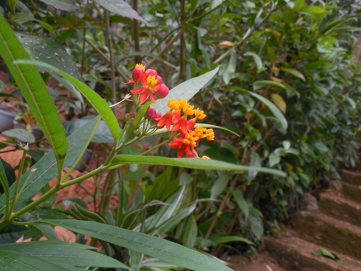 Le Leopard D 'Argent Hotel Kandy Luaran gambar